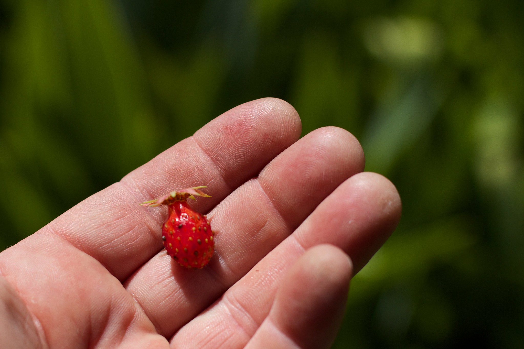 An open hand against a blurry background of greenery holds a very very tiny strawberry, almost too small to eat.