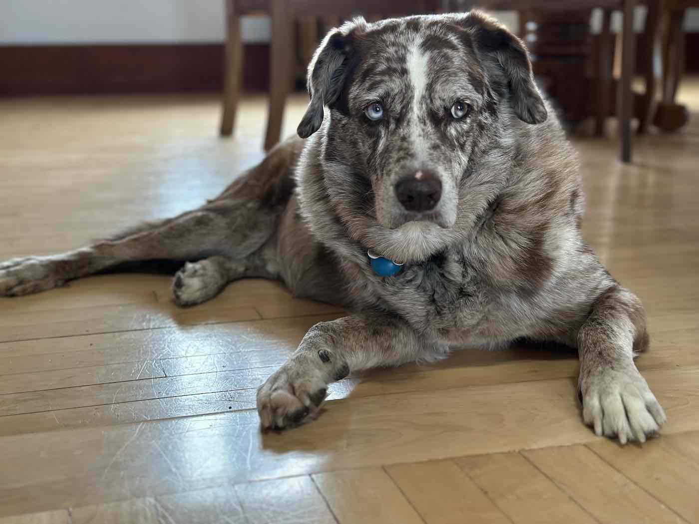 Multicolored medium sized and adorable dog laying on a wood floor, paws stretched out in front, with a somewhat skeptical expression