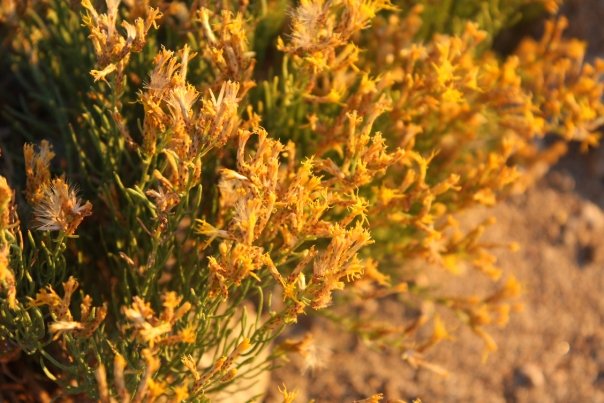 A shapshot of a cluster of small yellow flowers. They fill the page and are in strong contrast to the smaller green of their stems.
