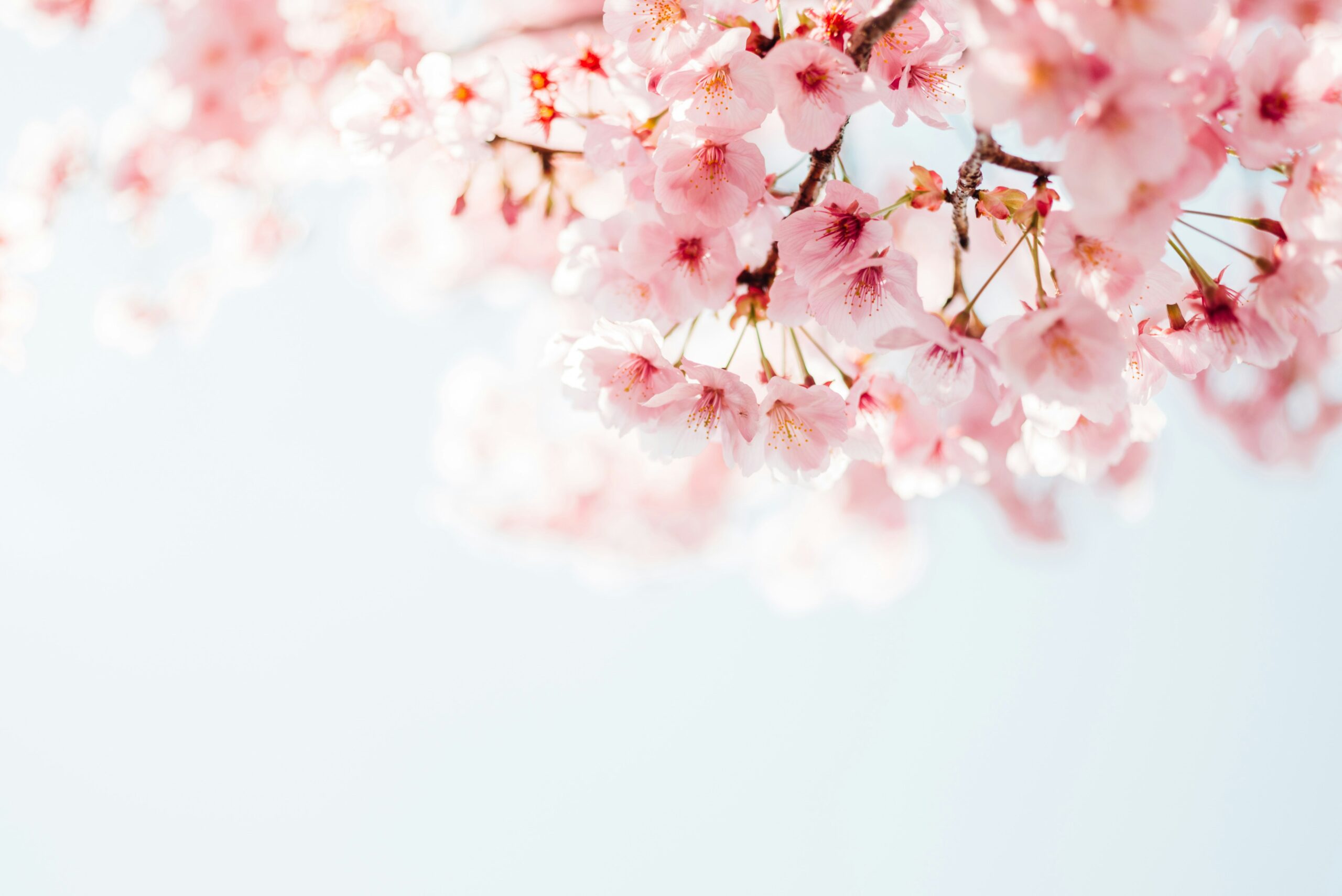 Cherry tree blossoms