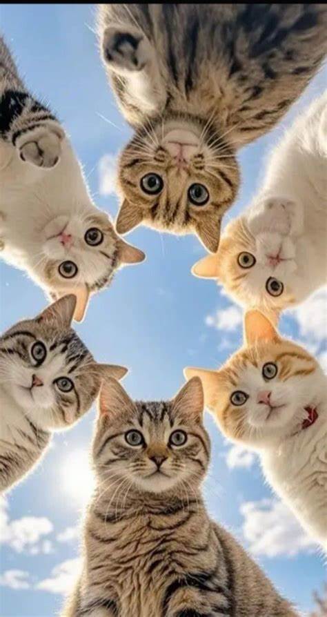 a lot of cats standing an all staring down at the camera